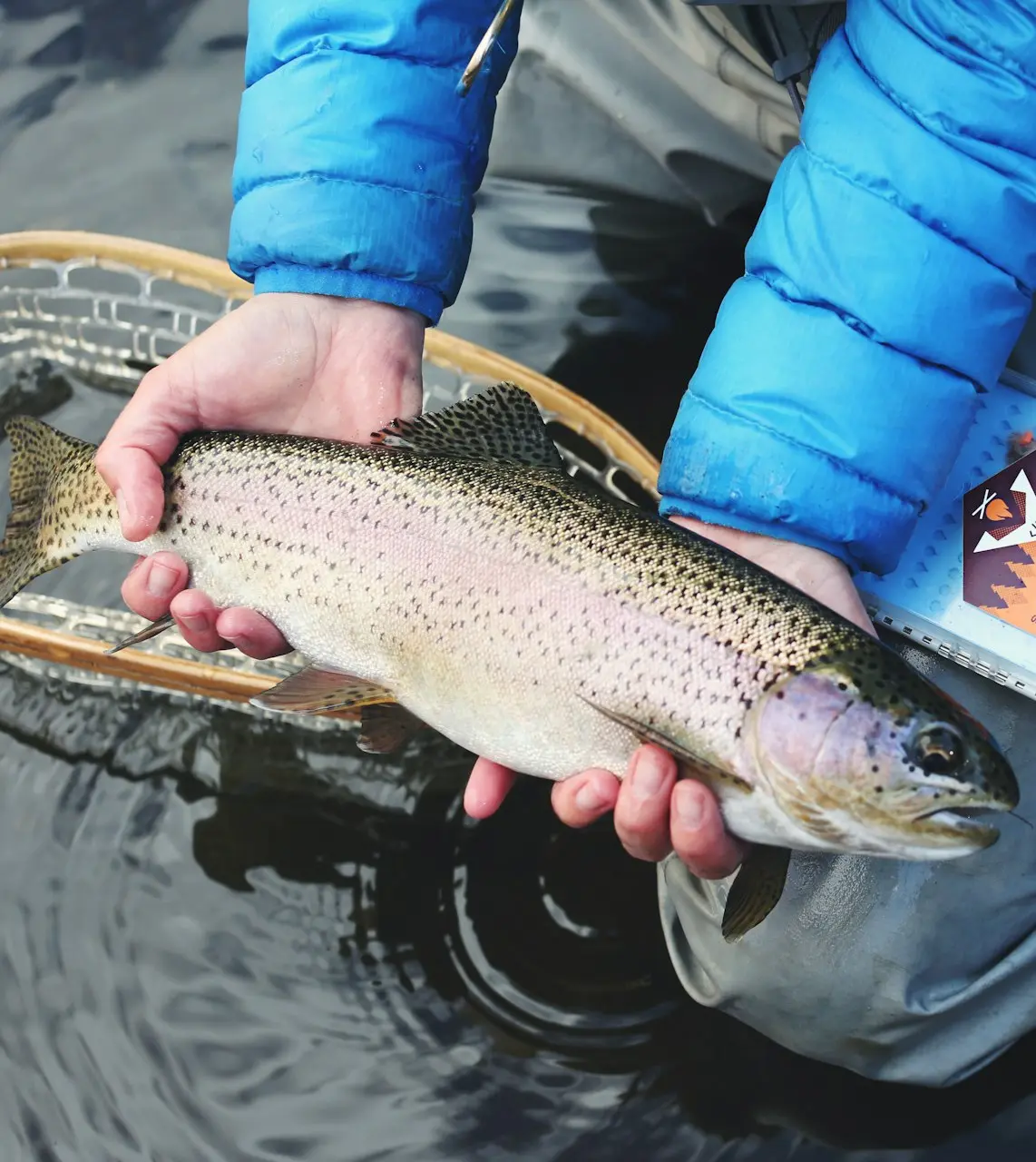 person holding gray and beige fish